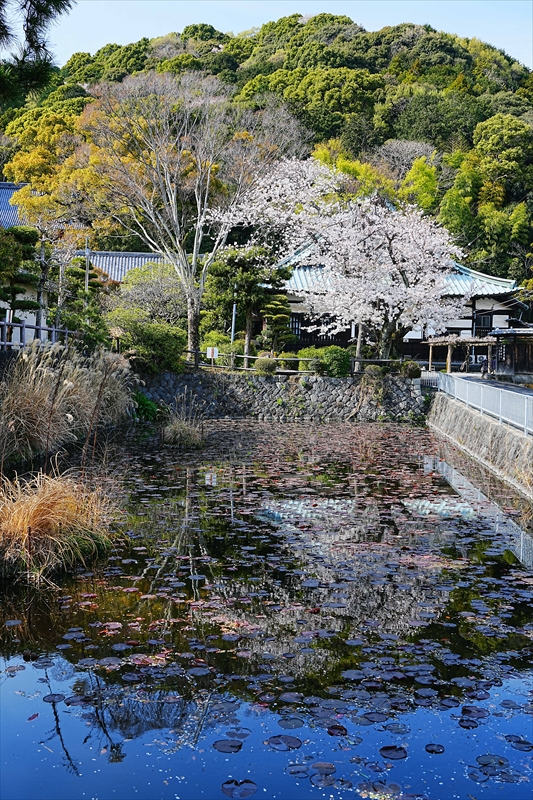 1032_富士市實相寺_静岡