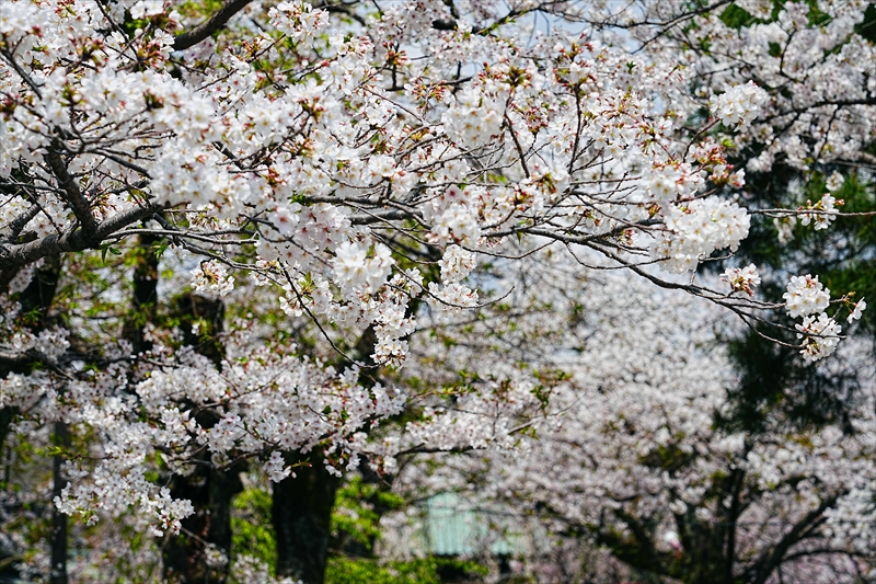 1049_三島大社_静岡