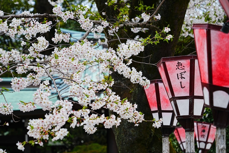1050_三島大社_静岡