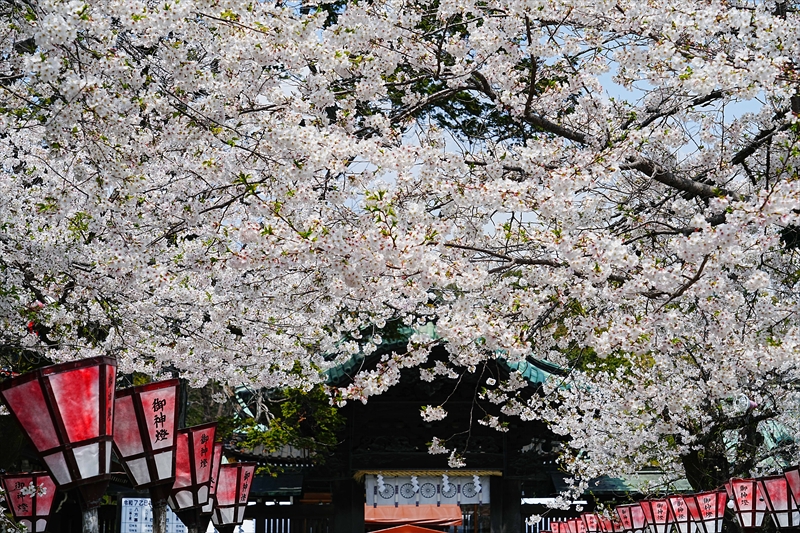 1053_三島大社_静岡