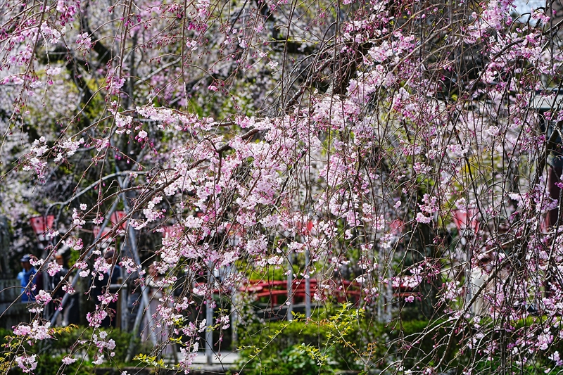 1056_三島大社_静岡