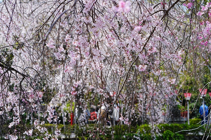 1057_三島大社_静岡