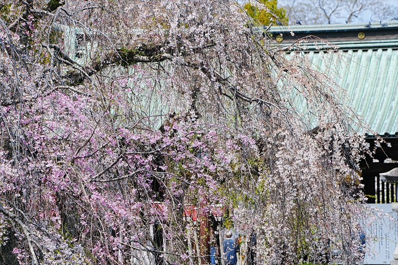 1058_三島大社_静岡