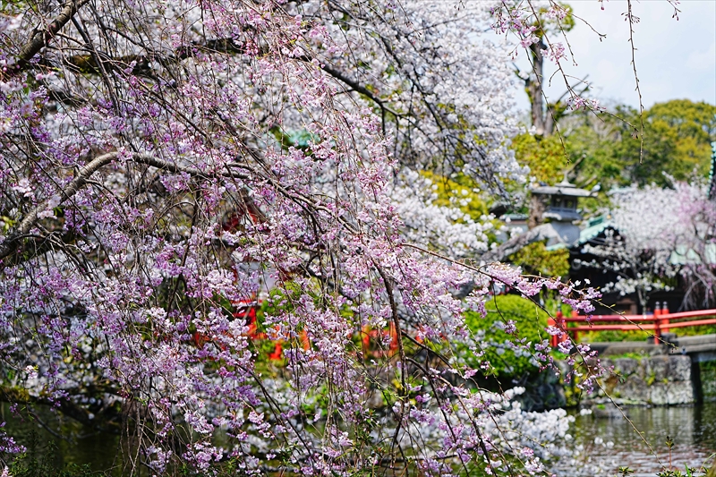 1061_三島大社_静岡