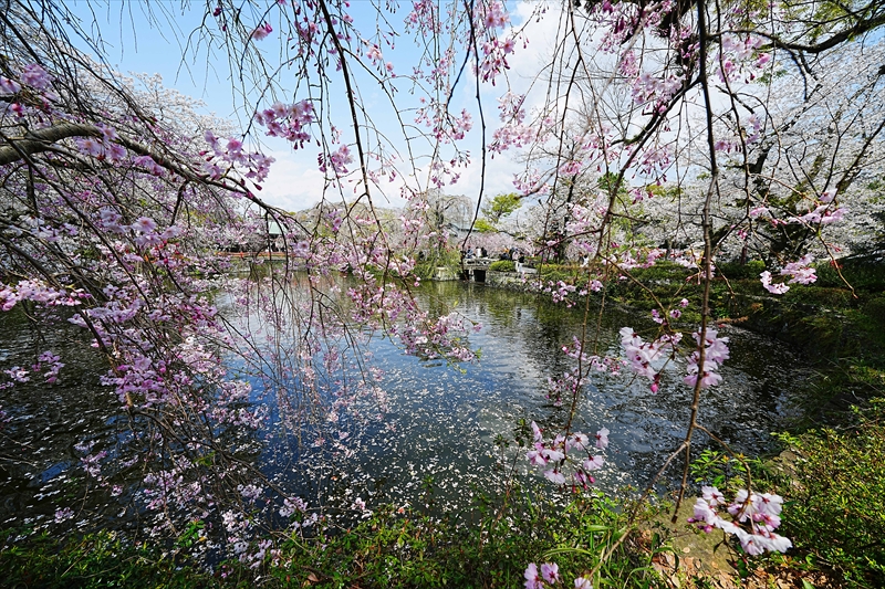 1064_三島大社_静岡