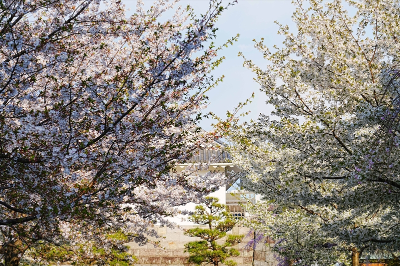 1015_駿府城_静岡