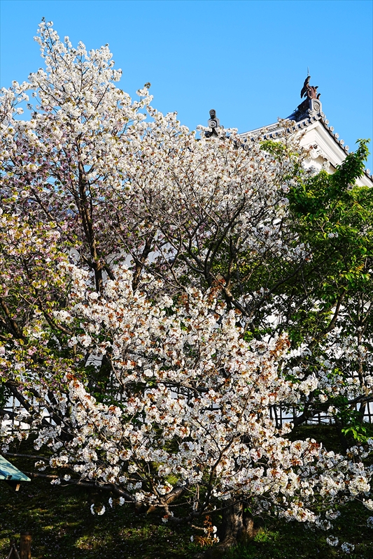 1017_駿府城_静岡