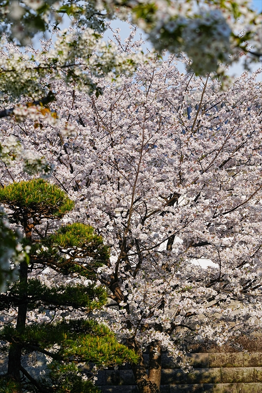 1018_駿府城_静岡
