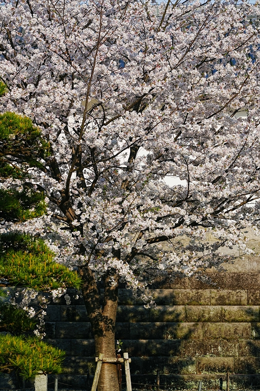 1019_駿府城_静岡