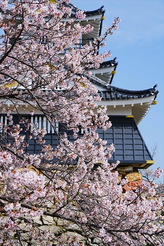 1072_浜松城_静岡