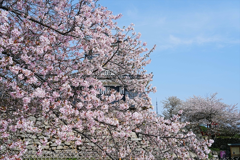 1074_浜松城_静岡