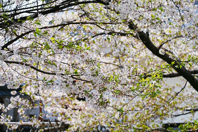 1075_浜松城_静岡