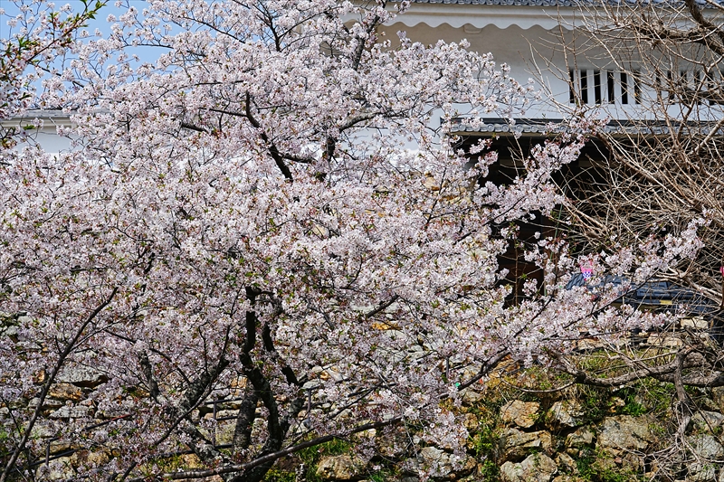 1076_浜松城_静岡