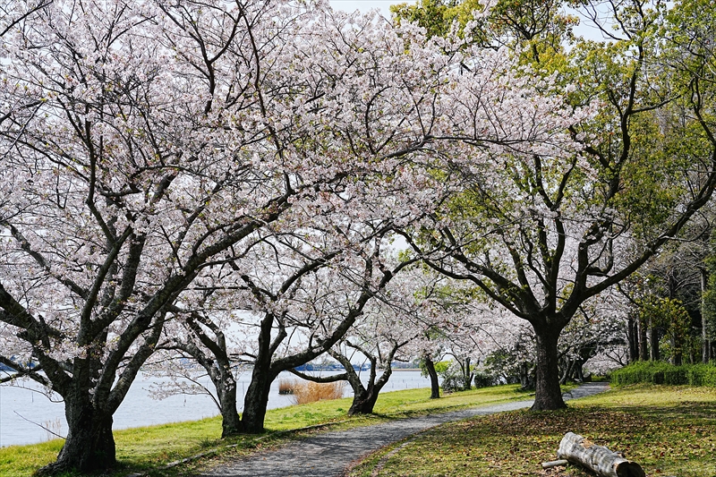 1033_佐鳴湖公園_静岡