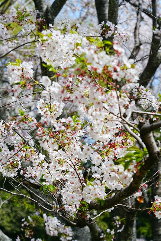 1035_佐鳴湖公園_静岡