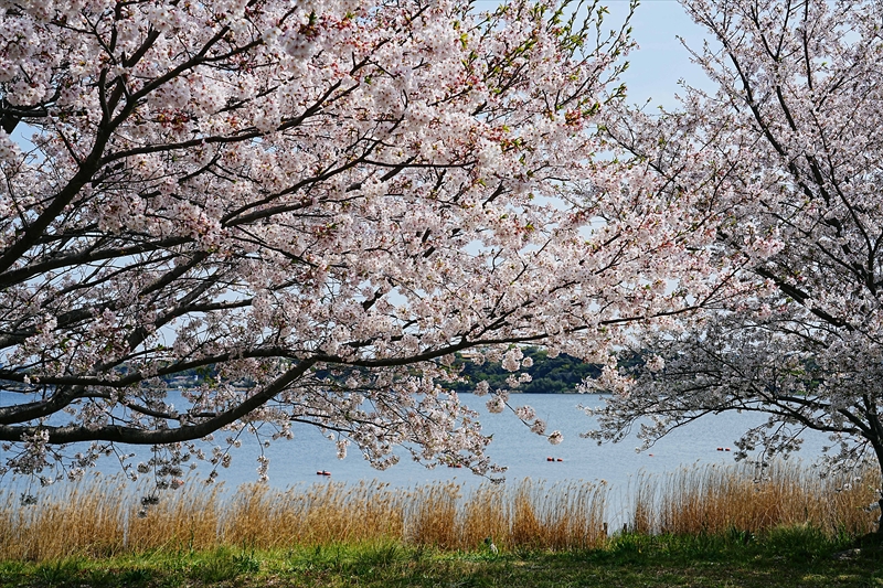 1036_佐鳴湖公園_静岡