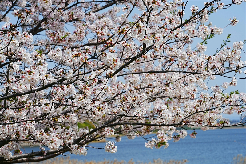 1039_佐鳴湖公園_静岡