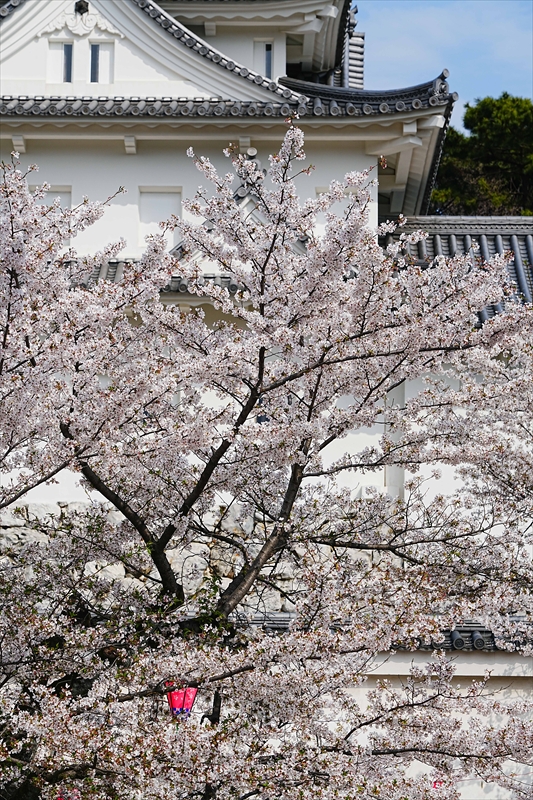 1084_大垣城_岐阜