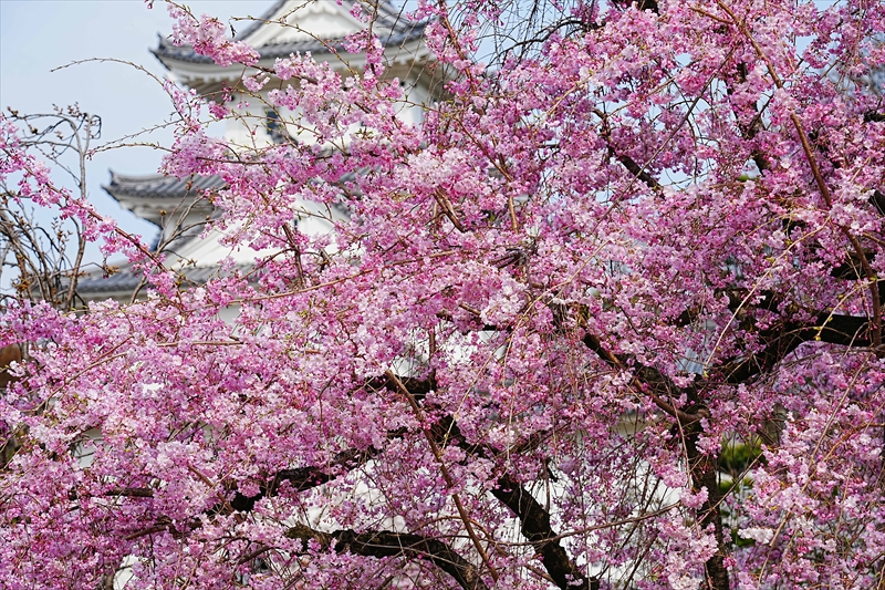 1087_大垣城_岐阜