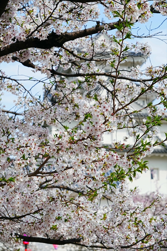 1089_大垣城_岐阜