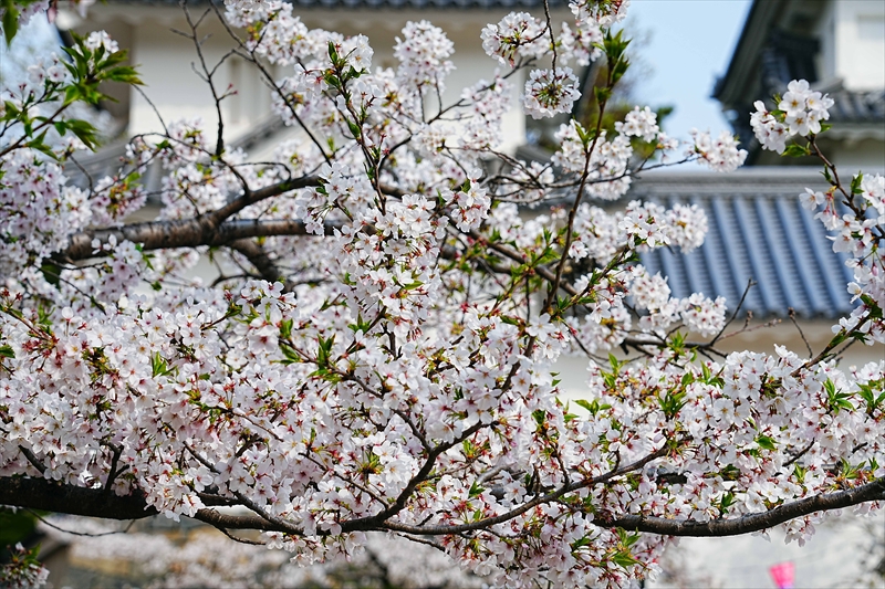 1090_大垣城_岐阜