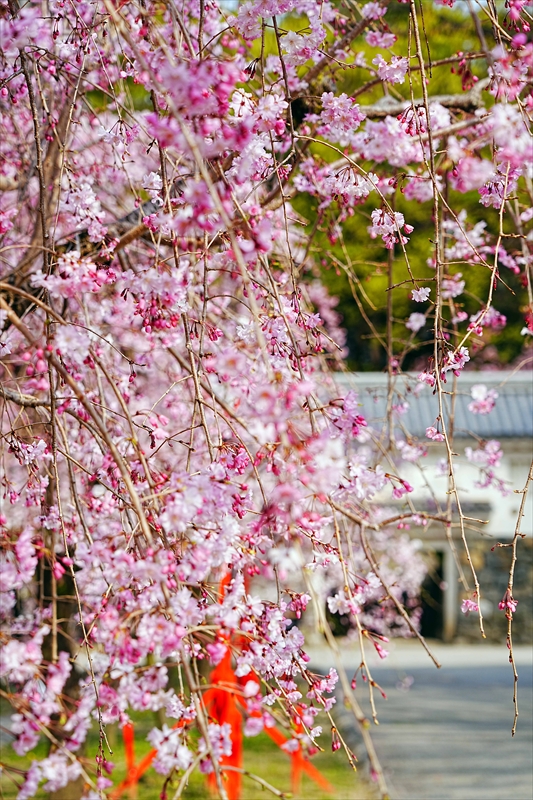 1092_大垣城_岐阜