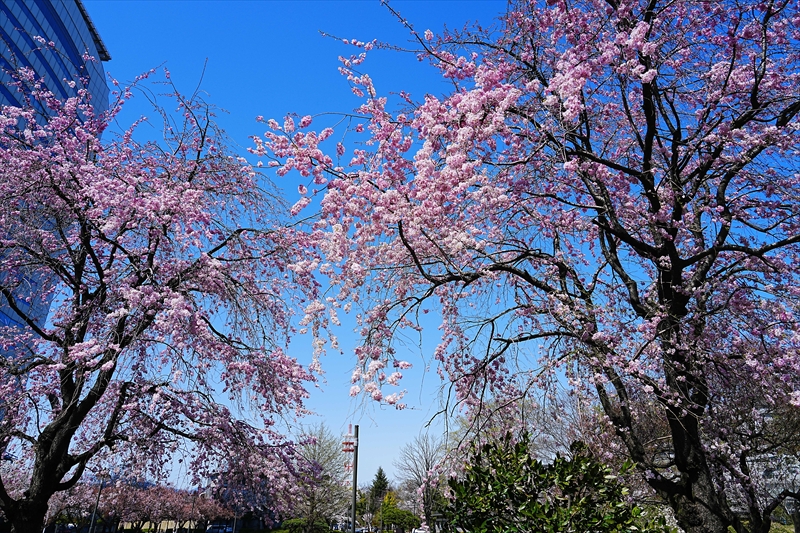 1008_高崎城址公園_群馬