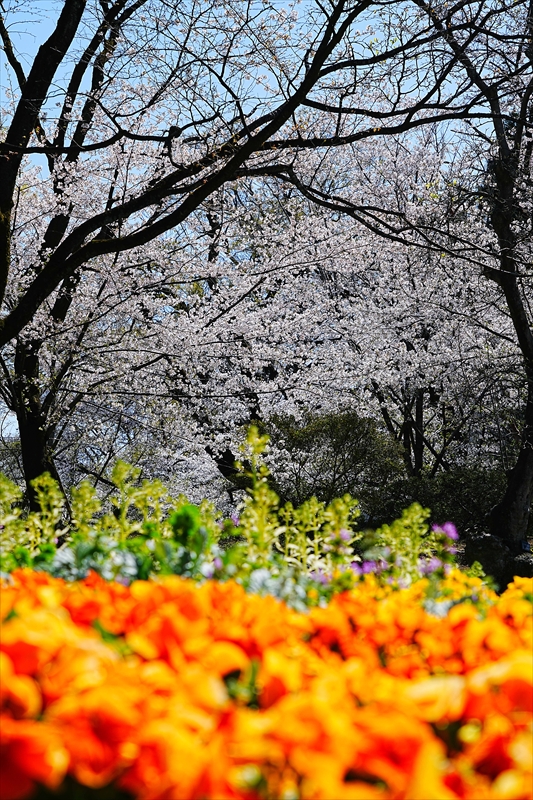 1012_高崎城址公園_群馬