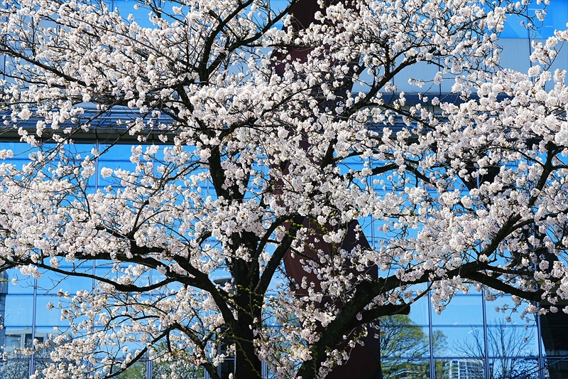 1014_高崎城址公園_群馬