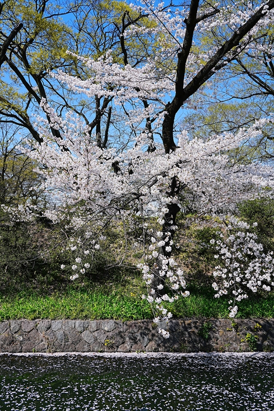 1019_高崎城址公園_群馬
