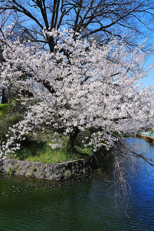1020_高崎城址公園_群馬