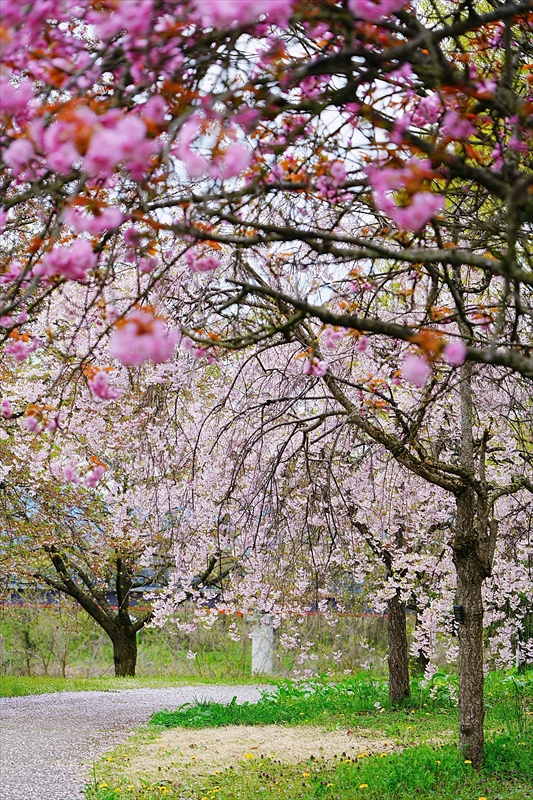 1059_山形市西公園_山形