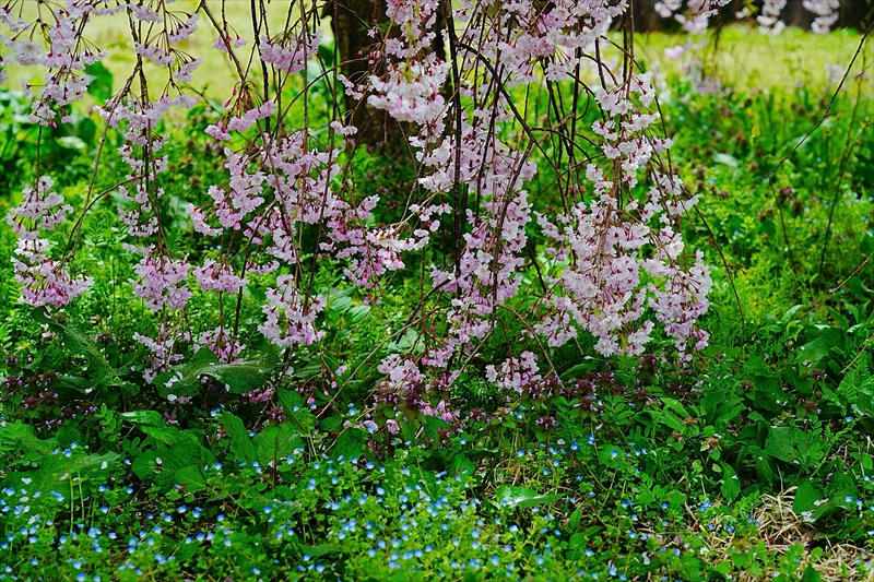 1062_山形市西公園_山形