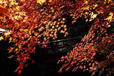 1008_修善寺_静岡