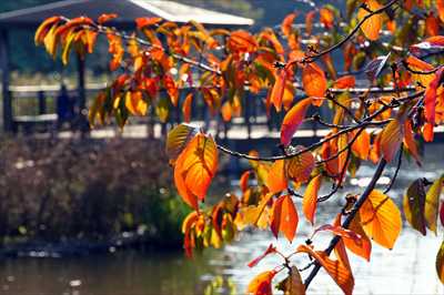 1103_篠原池_神奈川