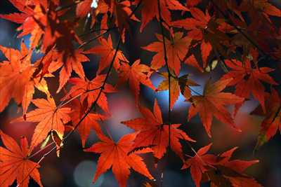 1087_游愁の美_日本