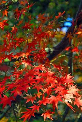 1090_游愁の美_日本