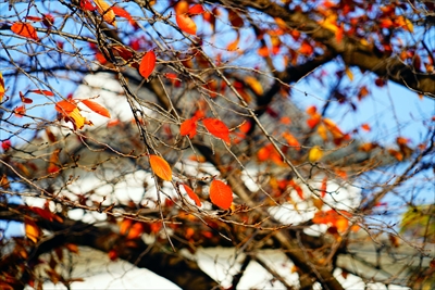 1009_大阪城_大阪