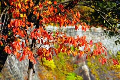 1012_大阪城_大阪