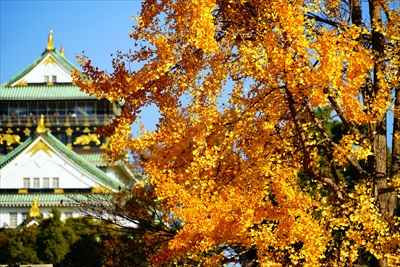 1014_大阪城_大阪