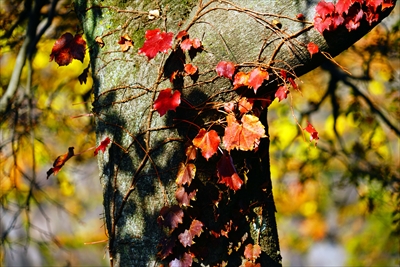 1030_大阪城_大阪