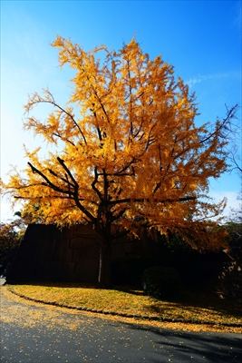 1035_大阪城_大阪