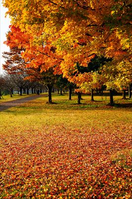 1034_西公園_山形