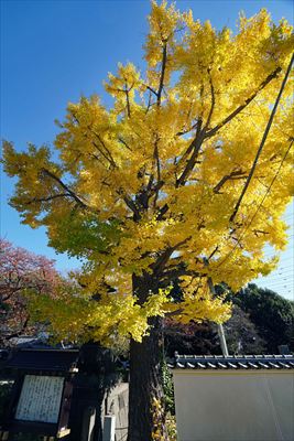 1043_杉並区永福町大円寺_東京