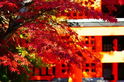 1130_神戸市須磨寺_兵庫
