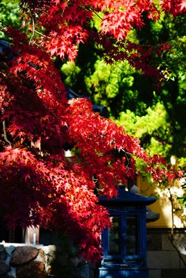 1132_神戸市須磨寺_兵庫