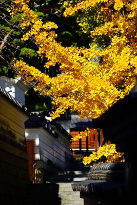 1137_神戸市須磨寺_兵庫