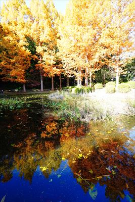 1150_神戸市須磨離宮公園_兵庫