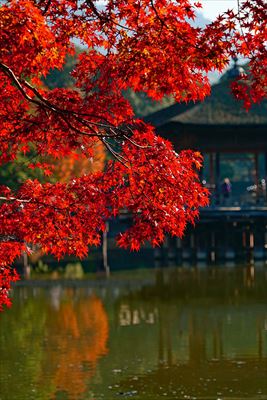 1153_奈良公園鷺池_奈良