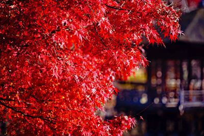 奈良公園鷺池_奈良